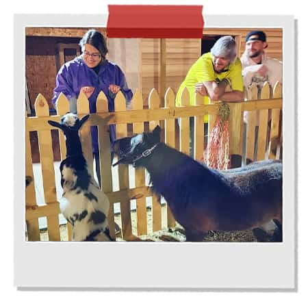 Mini-Horses-at-Singletown-Petting-Farm-at-Legend-Park.jpg