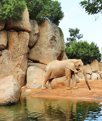 Outback-by-Knepp-Elephant-In-Zoo-with-Boulders.jpg